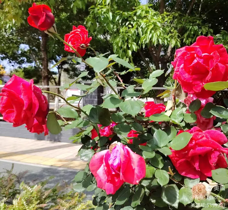 2025年春日玫瑰之旅